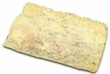 Long Petrified Wood (Schinoxylon) Limb - Blue Forest, Wyoming #377963-1